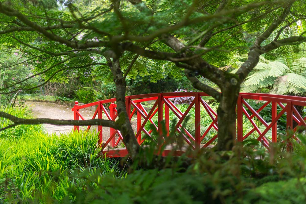 abbotsbury sub tropical gardens red bridge japanese maple