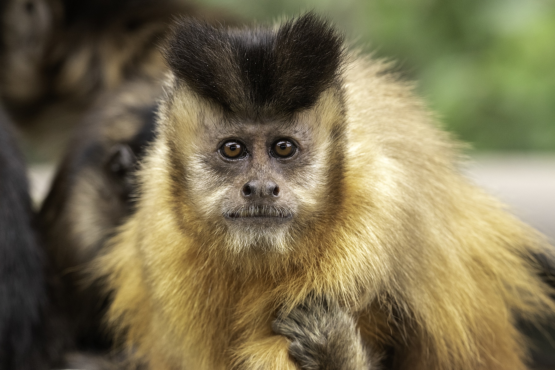 monkey world capuchin
