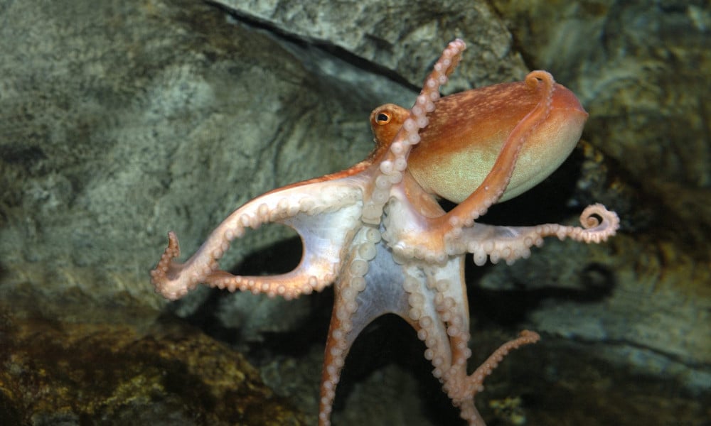 sealife weymouth octopus